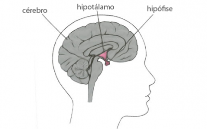 Tumor na hipófise atinge as funções de outros órgãos