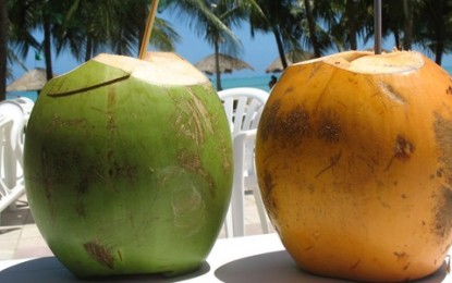 Água de coco é rica em vitaminas