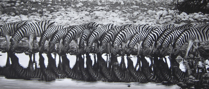 zebras tomando água