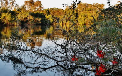 Parque Ecológico do Tietê abriga 190 espécies de aves