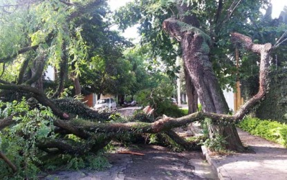 Chuva em São Paulo derruba 264 árvores