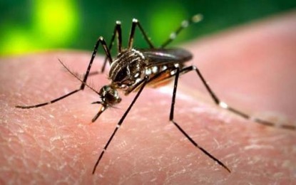 Cidade tem mais de mil casos de dengue só em Janeiro
