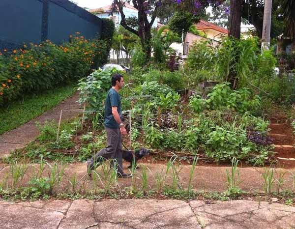 capim-santo é motivo de discórdia em horta na lapa