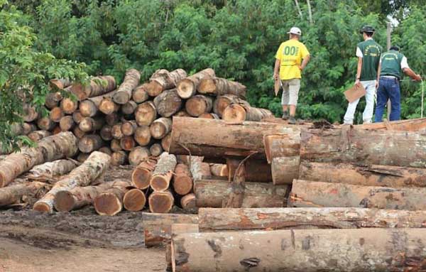 São Paulo Desmatamento da Mata Atlântica é quase zero - São Paulo