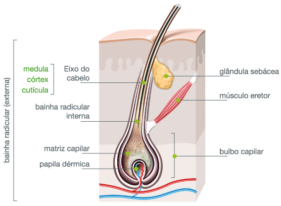 desenho de estrutura do cabelo