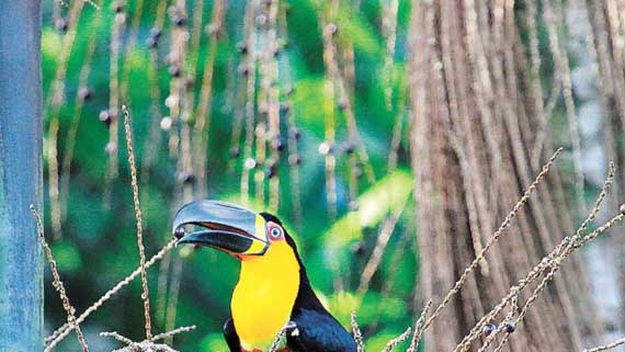 desmatamento da mata atlântica chega quase a zero