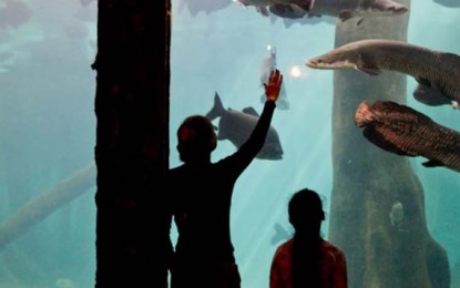 Aquário de São Paulo é o maior espaço temático do gênero na América Latina