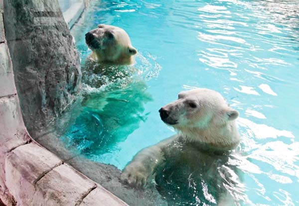 casal de ursos polares do aquário de são paulo