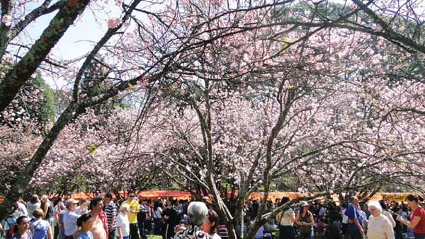 cerejeiras do parque do carmo