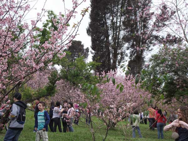 Parque do Carmo durante a Festa das Cerejeiras