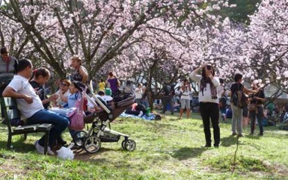 Festa da Cerejeira no Parque do Carmo é tradição na cidade de São Paulo