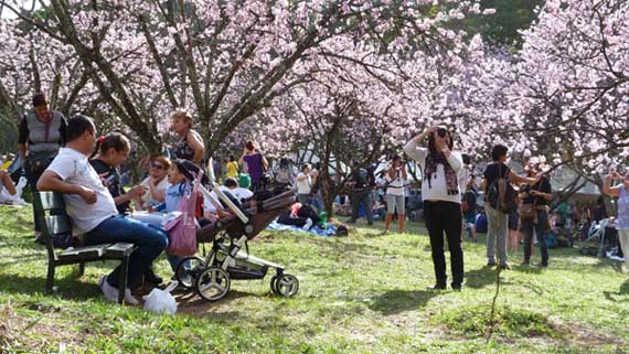 Festa da Cerejeira no Parque do Carmo é tradição na cidade de São Paulo