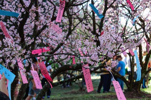 bons votos pendurados na árvore em festa da cerejeira no parque do carmo