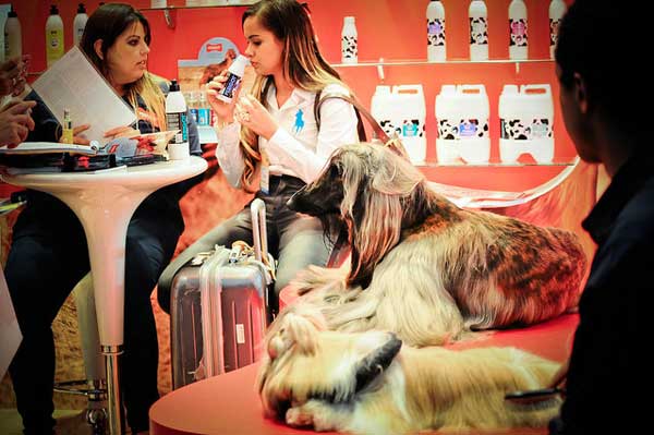 novidades para cachorros e gatos na pet south fair