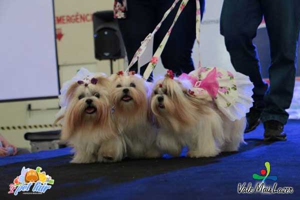 cachorros na passarela do pet fair são josé dos campos