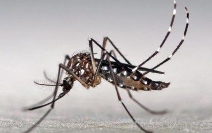 Casos de dengue em São Paulo diminuem cerca de 80%