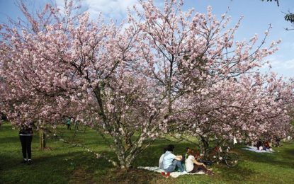 Festa das Cerejeiras celebra imigração japonesa na cidade
