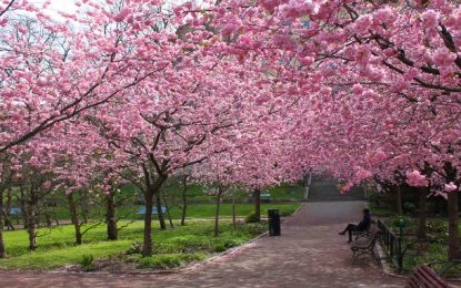 Festa das Cerejeiras 2018 é no início de agosto no Parque do Carmo