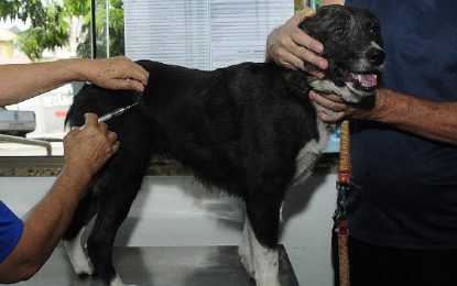 Vacinação contra raiva para cães e gatos tem início em São Paulo