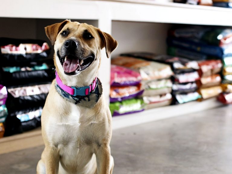Confira algumas excelentes pet shops de São Paulo