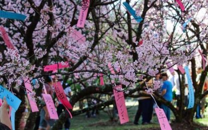 São Paulo recebe a 41° Festa das Cerejeiras no Parque do Carmo